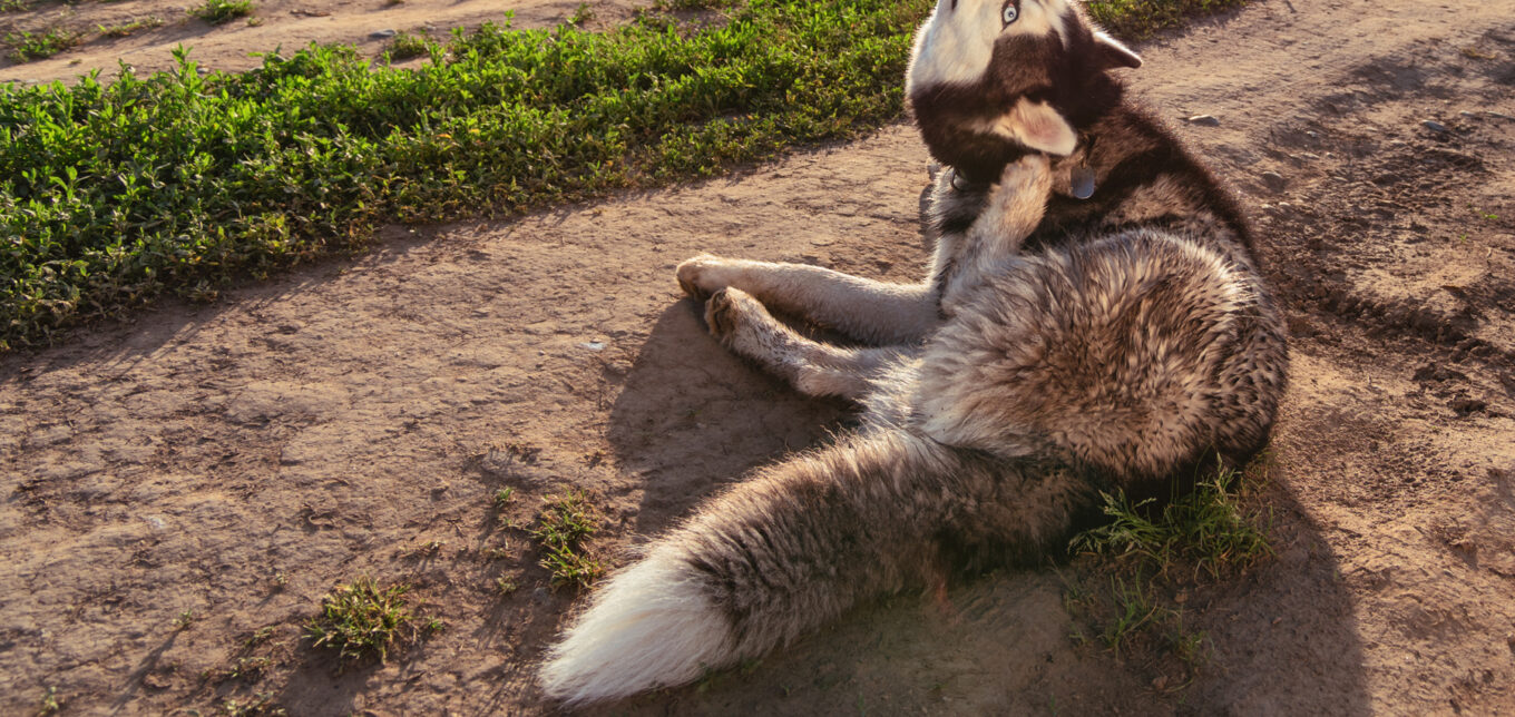 Homemade Flea and Tick Powder for Dogs and Cats – Mother Earth News - Vimarsana News